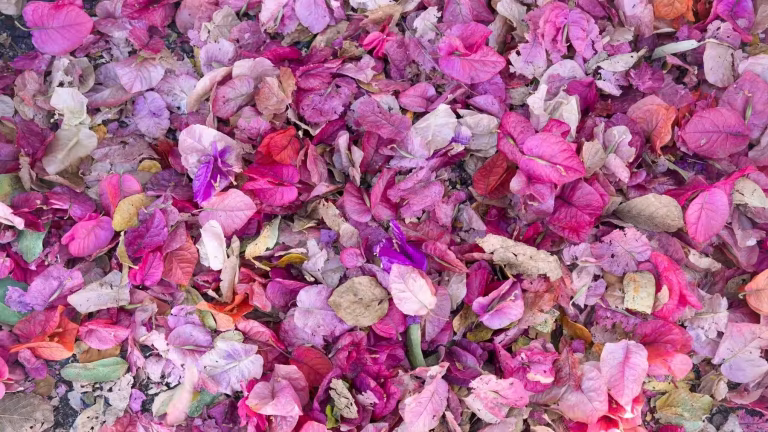 Kangaroo Point Cliffs Lookout footpath scattered with fallen bougainvillea flowers