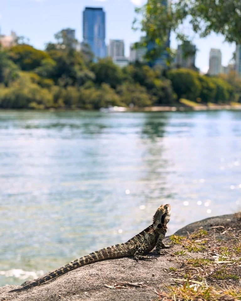 Water dragon sunning itself at Kangaroo Point Cliffs Lookout