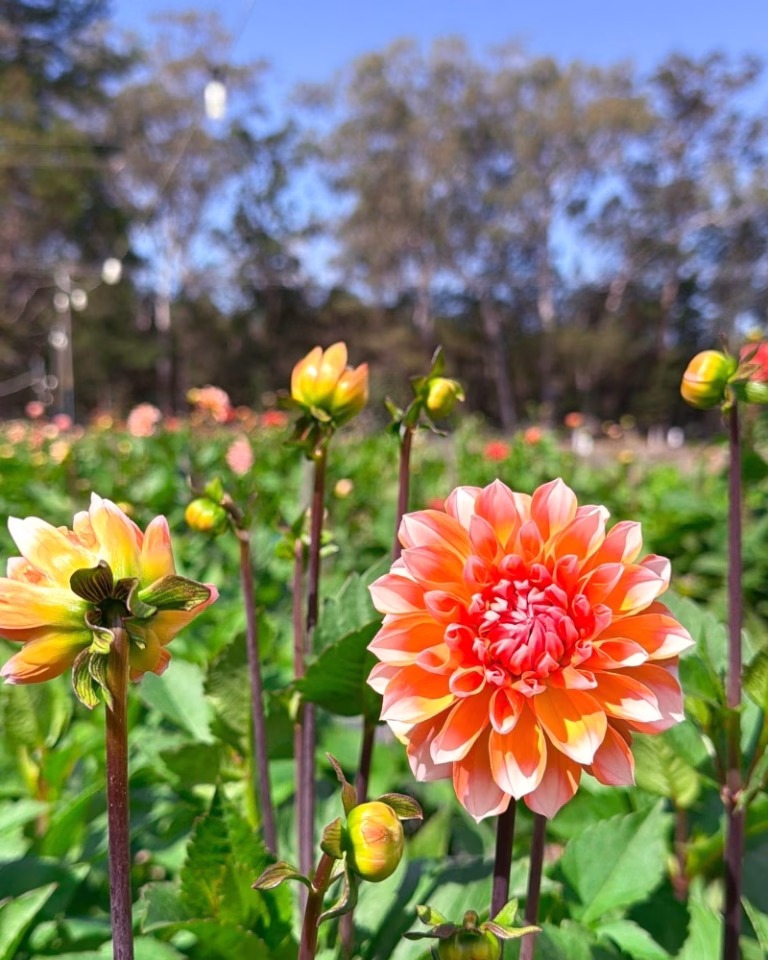 Dahlias starting to bloom at GB Elimbah Flower Farm