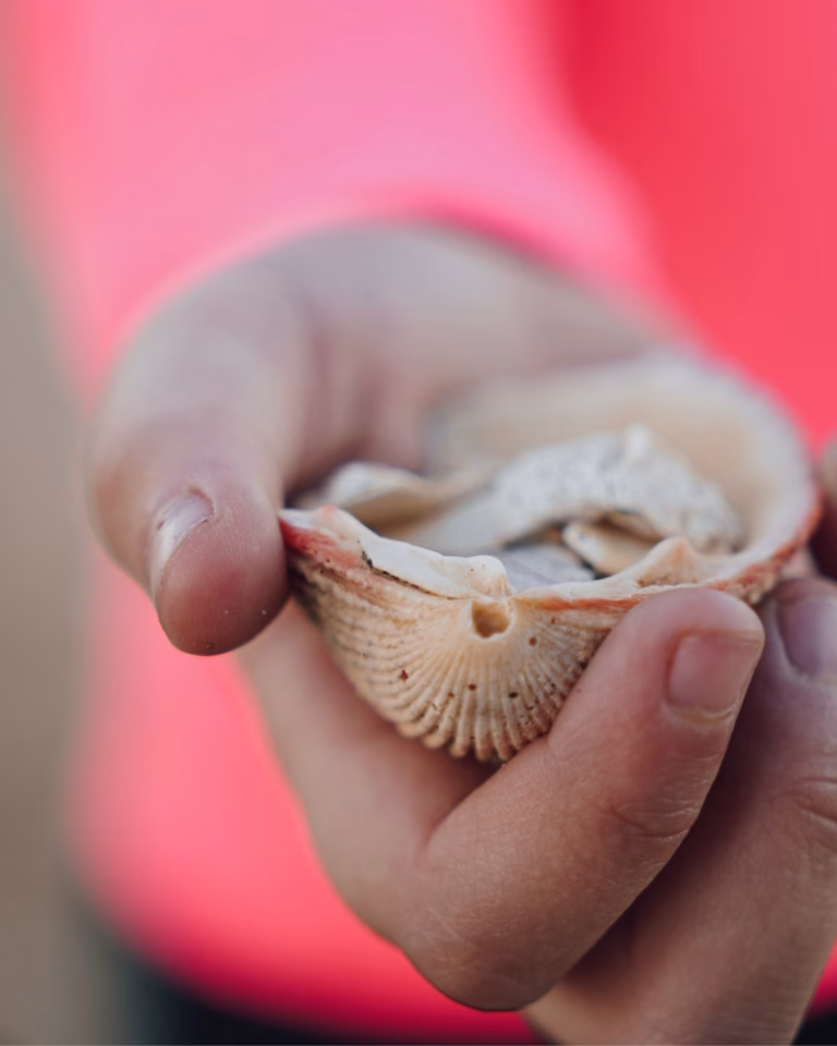 Child's hand holding shells collected on the beach beside Redcliffe jetty
