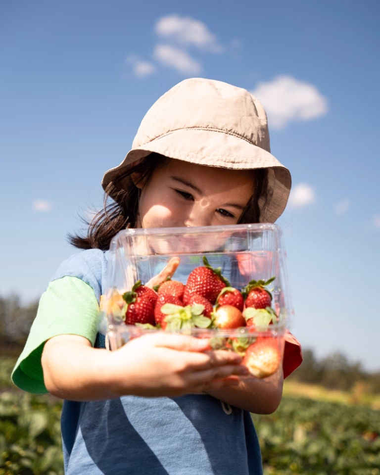 Child holding a punnet of freshly picked strawberries at Sweet Acres, Wamuran