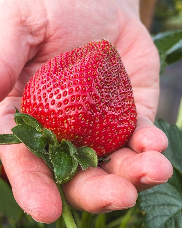 Large strawberry picked at Sweet Acres, Wamuran