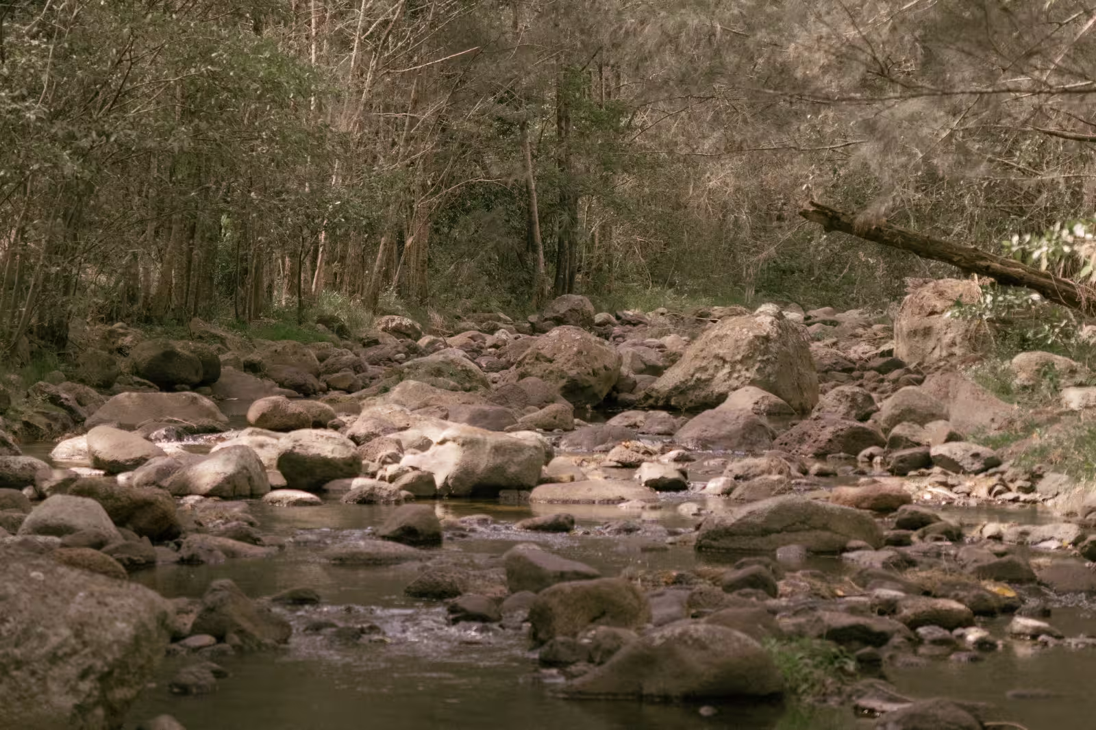 Clear creek flowing through the forest at the Albert River Right Branch in the Lost World Valley