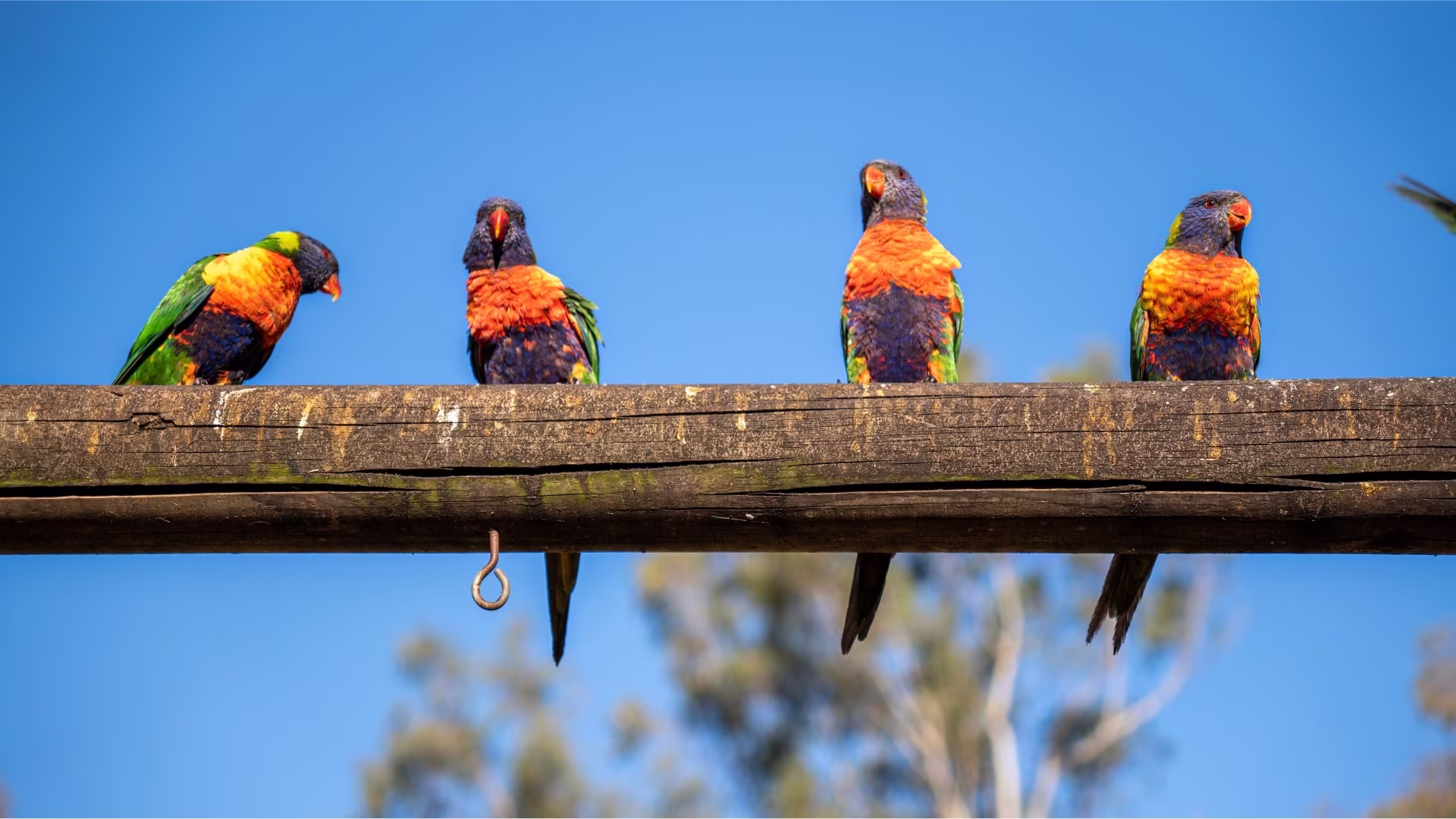 Rainbow lorikeets perched along a log at Darlington and Burgess Parks Camping Grounds, a free family bird feeding spot