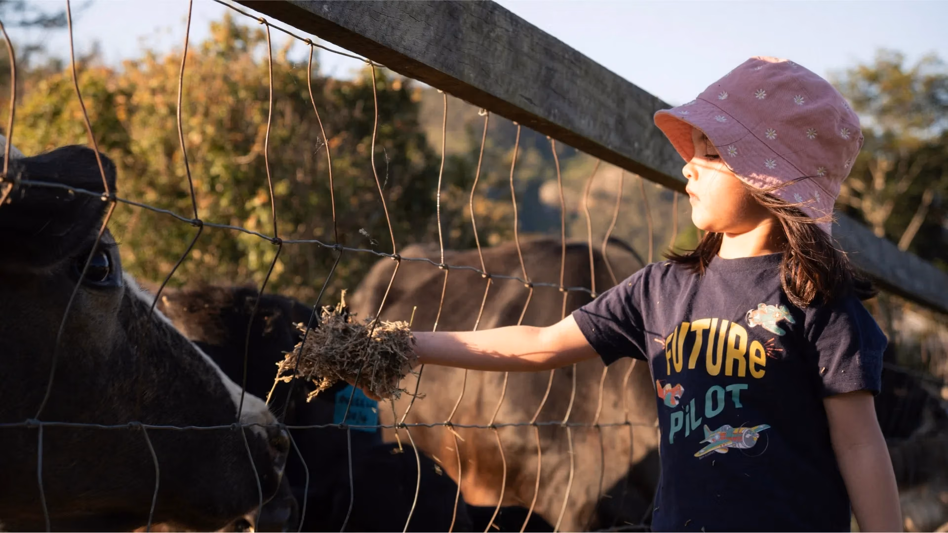 Young girl feeding hay to cows over the fence during afternoon animal feeding at Worendo Cottages, Scenic Rim