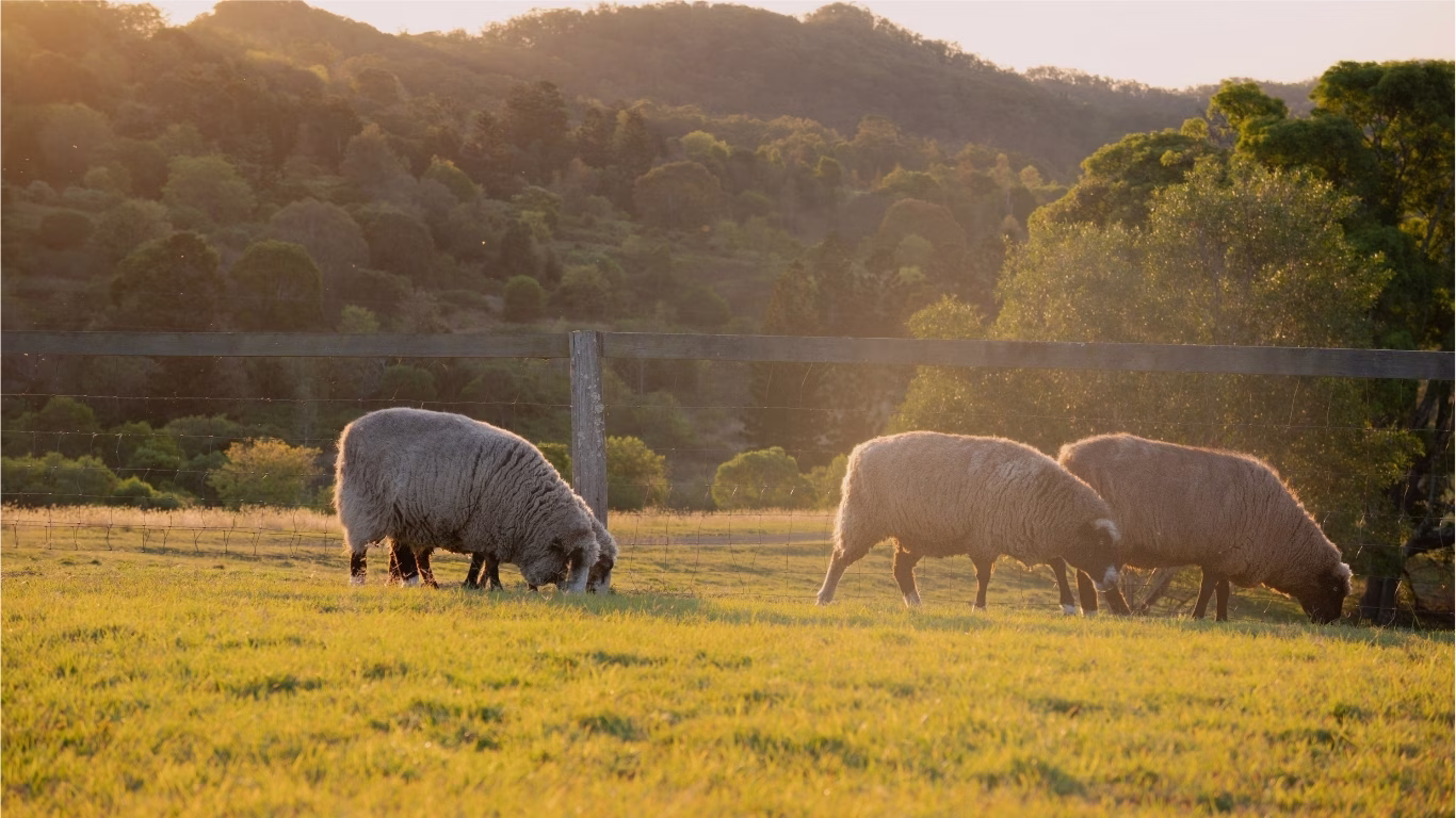 Father and daughter feeding sheep at the fence during afternoon animal feeding at Worendo Cottages, Scenic Rim