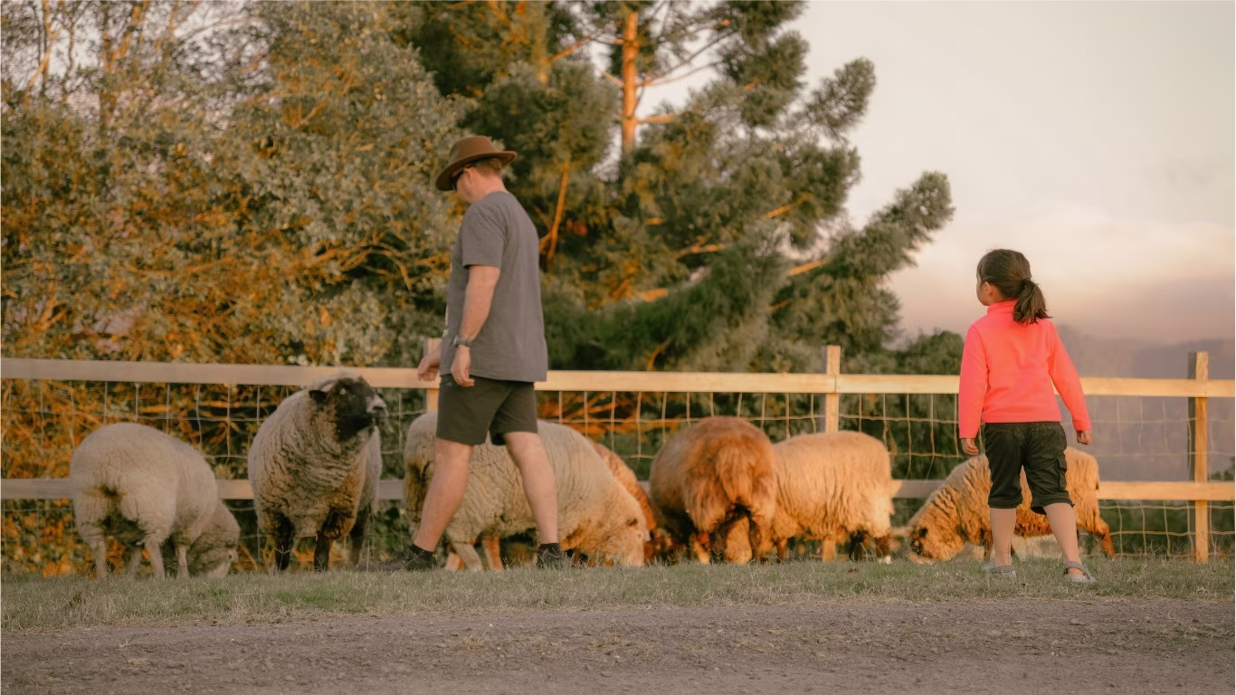 Father and daughter among the flock of sheep after feeding time at Worendo Cottages, a hands-on farm stay for families in the Scenic Rim